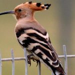 סיכום ספירת הציפורים הגדולה לשנת 2025