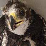 הגוזל שלי חזר אל הקן! ניצל גוזל עיט זהוב