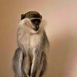 קוף נטוש חולץ מבי”ס ומטופל במקלט מוגן