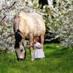 פריחת הדובדבן בגולן: מוזמנים למטעי הדובדבן ותהנו מהמראה האביבי