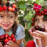 קטיף עצמי משפחתי של ביכורי הדובדבן, בעין זיוון בגולן