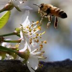 המשפחות מוזמנות לפעילויות ‘יום הדבורה הבינלאומי’ ב- 20 במאי