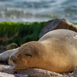 מתגעגעים ליוליה: מחזירים את כלבי הים לישראל