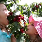 חוויית הקיץ המתקתקה: קטיף דובדבנים בתיירות אל-רום