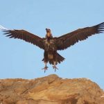 עוזניית הנגב: אורחת מלכותית ונדירה נצפתה בשמורת עין עבדת