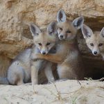 רשות הטבע והגנים מציעה פעילויות כיפיות לכל המשפחה