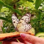 תצוגת המגוון הביולוגי ובית הפרפרים באקווריום ישראל, ירושלים