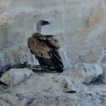 אנחת רווחה: אמא נשר שבה לקן להאכיל את הגוזל