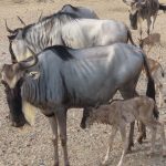 בספארי ר”ג אמא גנו המליטה עגל חמוד