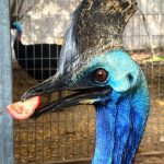 מה עושים בספארי כשהאריות מאבדים את התיאבון והקזוארים מגבירים?