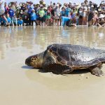לטבע הושבו: מרגישים כמו צב במים