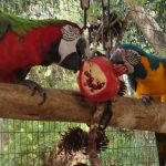 טעים בספארי: הרימון, מסמליו הבולטים של ראש השנה