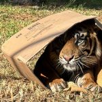 כוחות העל של בעלי החיים: בסוכות הזה מבלים בספארי