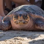 שלושה צבי ים הושבו לטבע