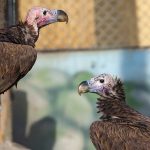 אהבה בשחקים בספארי ר”ג