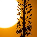 המשפחות מטיילות בגולן בעקבות החצבים