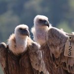 נאבקים על כולם: רט”ג מציינת את חודש הנשרים