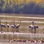 ברוכים השבים: עגורים ראשונים הגיעו לאגמון החולה-קק”ל