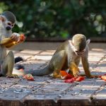 סיורים במקלט הקופים הישראלי בחג סוכות