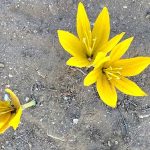 נא למהר ולהתפעל מהן: החלמוניות פורחות לתקופה קצרה