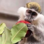 קופת גנון ירוק שברחה, נלכדה והועברה לשיקום במקלט הקופים