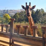 מי ימלל פיל שאוכל: חנוכה בגן החיות התנ”כי ואקווריום ישראל