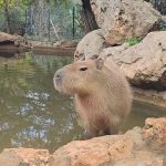 הקפיברות: כוכבות הרשת מדרום אמריקה כבשו את ירושלים