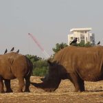 רעי הקרנף חוגג יום-הולדת שנה, בספארי ר”ג