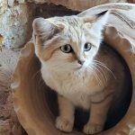 דיירת חדשה וחמודה הגיעה לספארי ר”ג