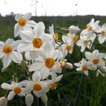 נרקיס מלך הביצה: פריחת נרקיסים בגולן