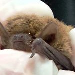 מאמץ גדול להציל עטלפון חרקים קטן, בספארי ר”ג