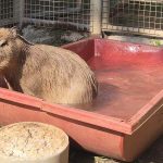 ציון, זכר הקפיברה החדש, מצטרף לספארי רמת גן