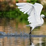 לכבוד יום נשיונל ג’אוגרפיק: החיים הסמויים של נחל הירקון