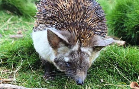 קיפוד מדבר פצוע טופל בביה”ח לחיות בר של הספארי ורט”ג