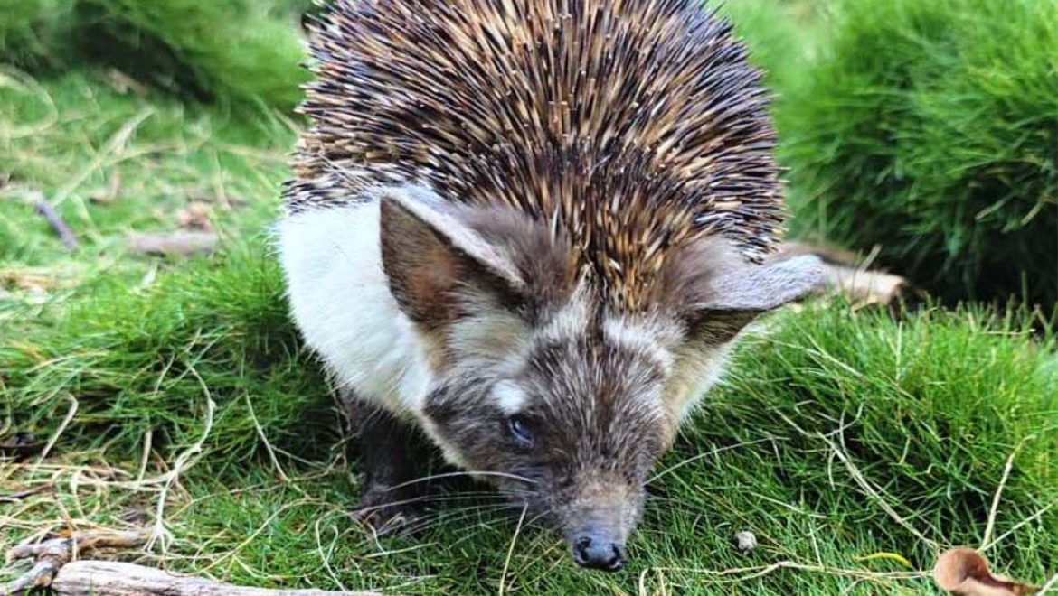 קיפוד מדבר פצוע טופל בביה”ח לחיות בר של הספארי ורט”ג