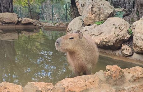הקפיברות: כוכבות הרשת מדרום אמריקה כבשו את ירושלים