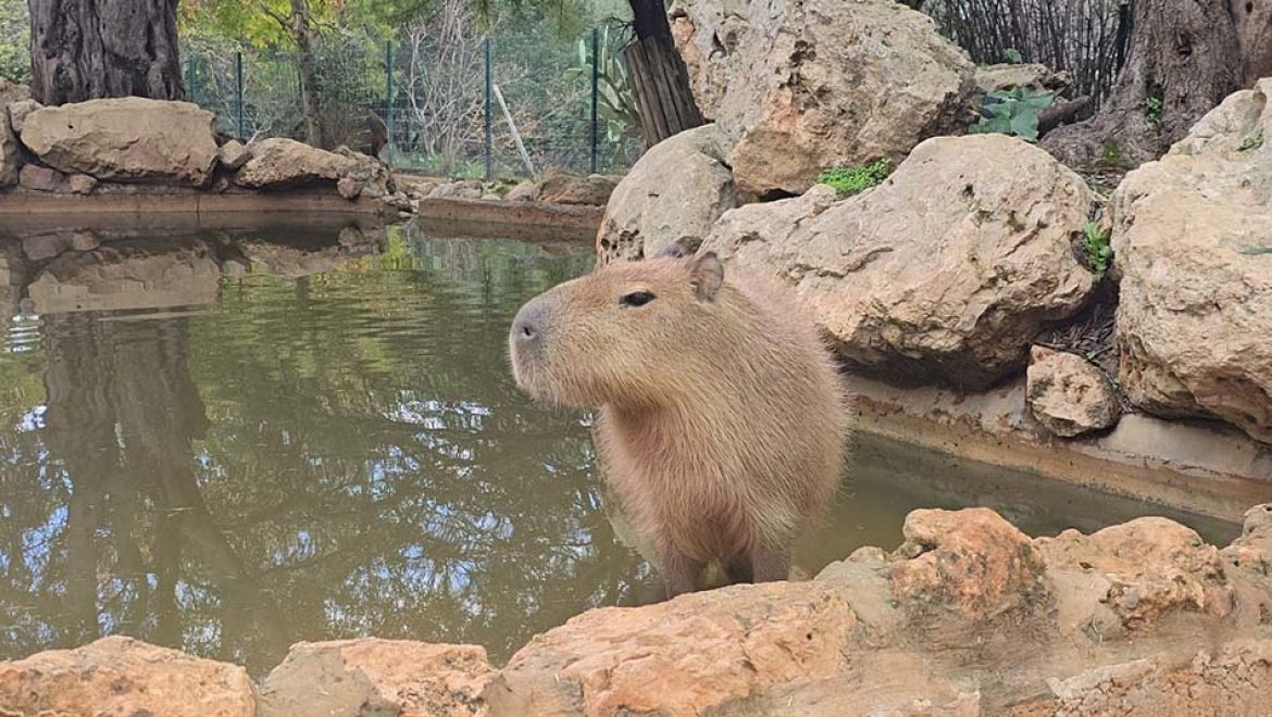 הקפיברות: כוכבות הרשת מדרום אמריקה כבשו את ירושלים