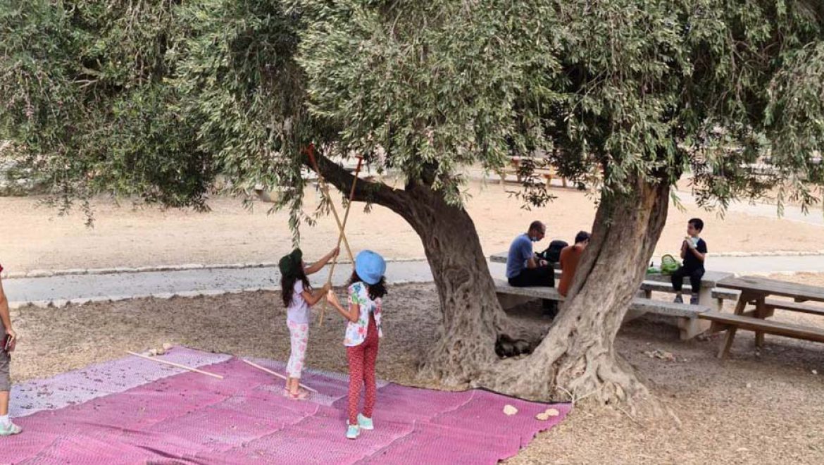 מסיק זיתים משפחתי בגן לאומי ציפורי