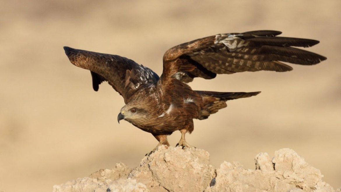 צפרים וצלמים חובבים, בחנוכה הזה בדודאים