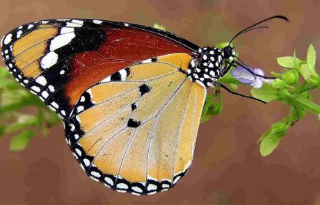 ספירת הפרפרים הגדולה של ישראל חוזרת בפעם השישית