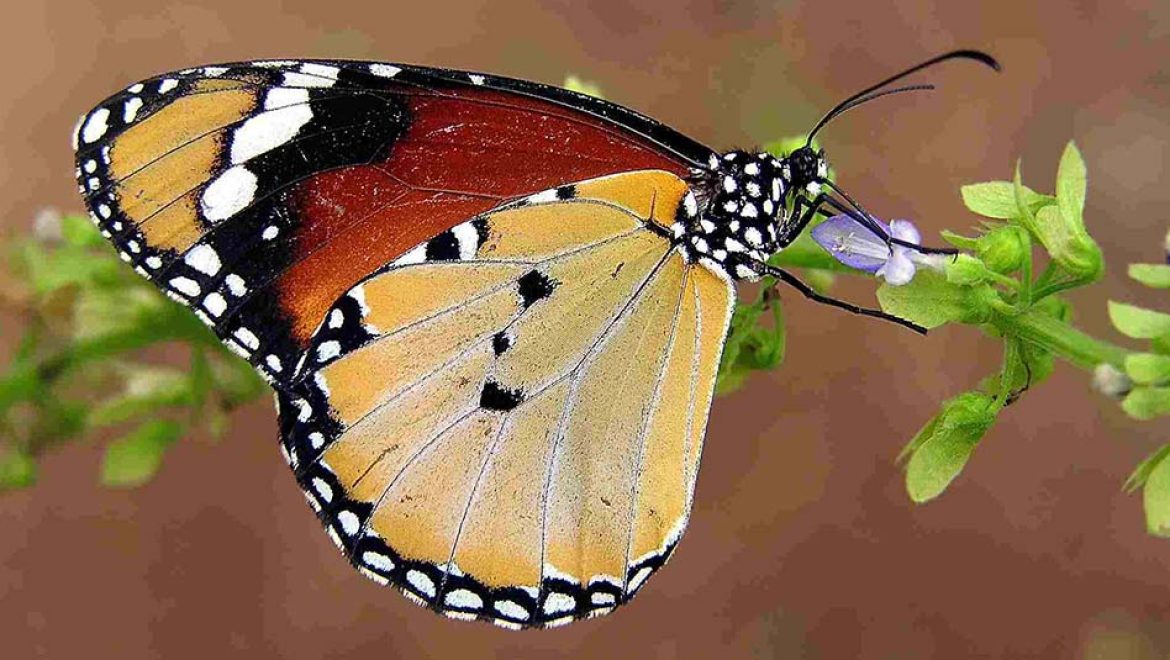 ספירת הפרפרים הגדולה של ישראל חוזרת בפעם השישית