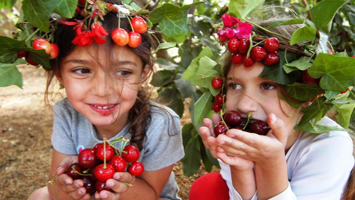 קטיף עצמי משפחתי של ביכורי הדובדבן, בעין זיוון בגולן