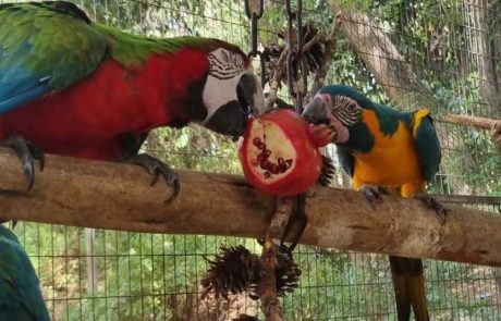 טעים בספארי: הרימון, מסמליו הבולטים של ראש השנה