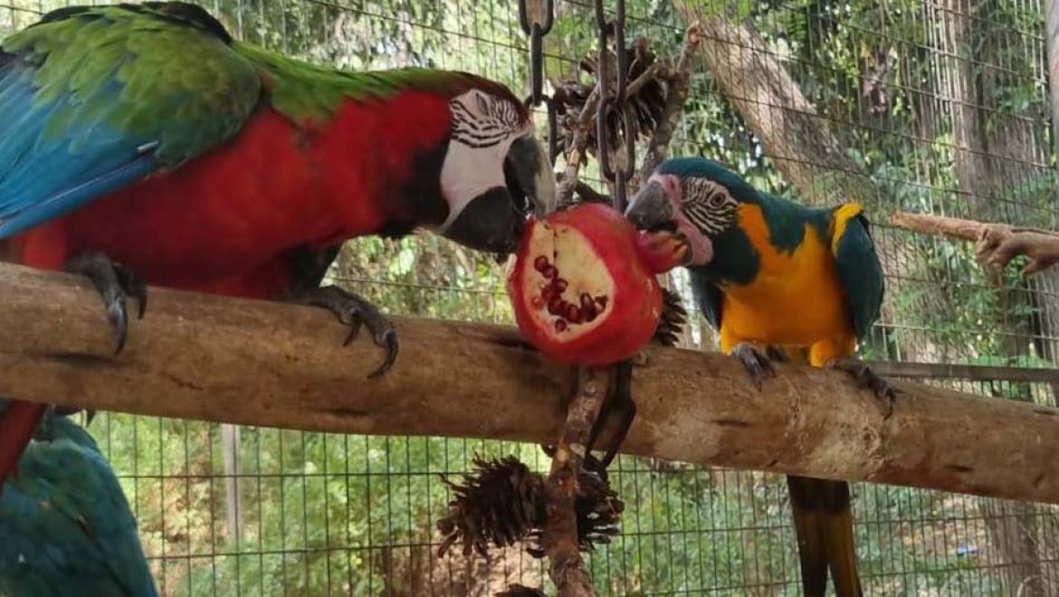 טעים בספארי: הרימון, מסמליו הבולטים של ראש השנה