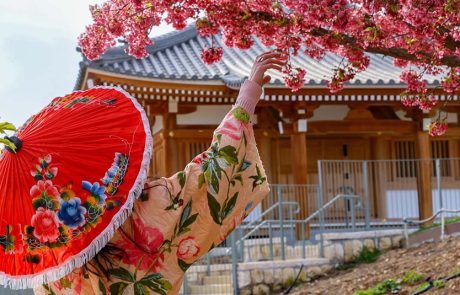 פריחת הסאקורה בירושלים: חודש תרבות יפן בגן הבוטני