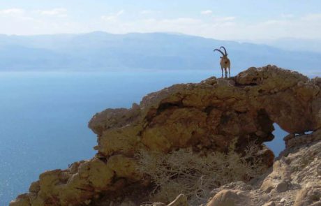 תיעוד מרגש: יעלים שבים חזרה לטבע לאחר שנפגעו