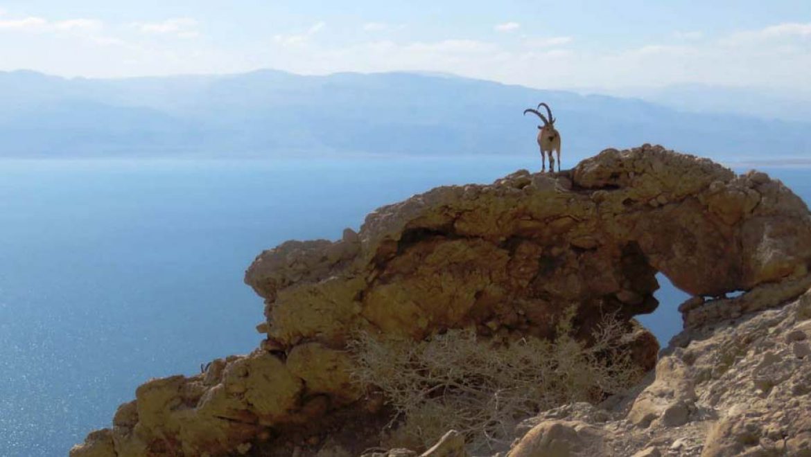 תיעוד מרגש: יעלים שבים חזרה לטבע לאחר שנפגעו
