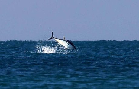 הטונה הכחולה האטלנטית נצפיתה מול מעגן מיכאל
