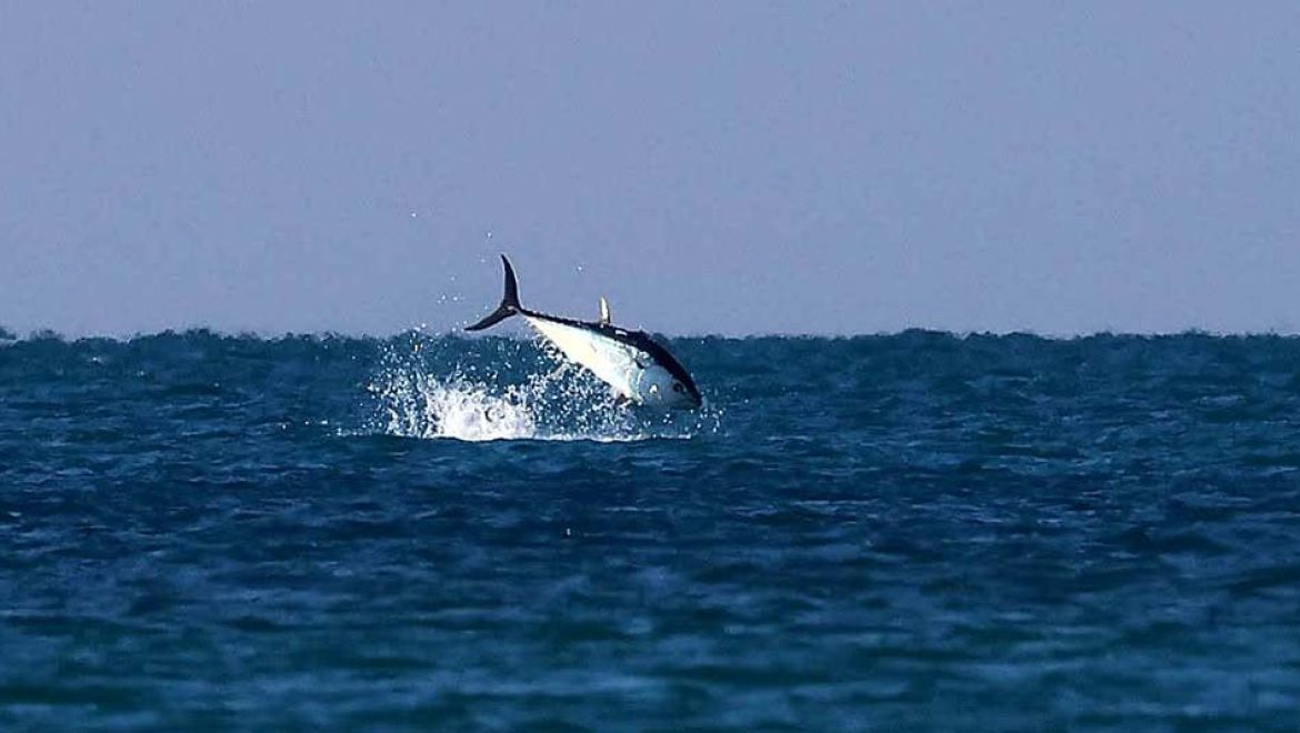 הטונה הכחולה האטלנטית נצפיתה מול מעגן מיכאל