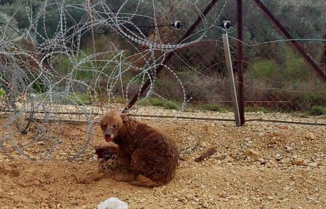 צבועה פצועה שנלכדה בגדר תיל, חולצה ומטופלת